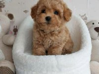 Maltipoo 0 numara garantili bebekler