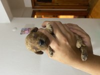 Birbirinden Tatlı Poodle Bebekler