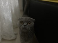 Scottish Fold kızımıza yuva arıyoruz