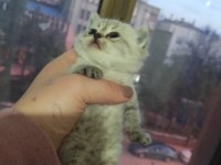 Ücretli sahiplendirilecek kediler