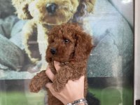 Kore dişi erkek bakımlı poodle minnoşlarımız