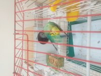 Sahibinden 2 takım jumbo çift muhabbet kuşu