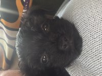 Kara Bebek 3 Aylık Maltipoo
