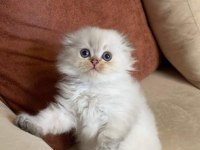 Minik british shorthair yavrulara yuva aranıyor