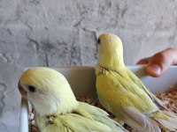 Mutasyon el besleme sevda papağanı