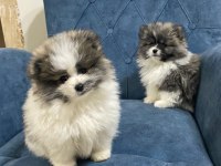 Pomeranian Yavrularımız Yeni Ailesini Arıyor