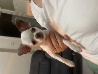 5 Aylık Oyuncu Chihuahua
