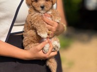 Büyümeyen Aşılı Çiş Eğitimli Maltipoo Bebekler