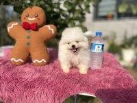 Kar Beyaz Pomeranian Bebekler