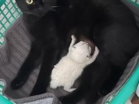 Ücretsiz Sahiplendirme Siyah Scottish Fold