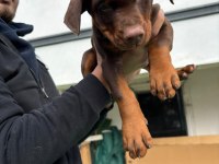 Safkan Doberman Anne ve Babadan Safkan Yavrular