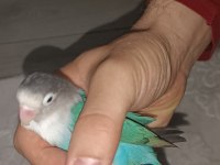 Erkek Cennet Papağanı 2 Yaşında