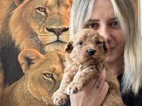 Toy Poodle Yavrularımız