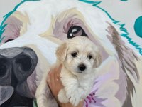 Kurumsal poodle çiftliğinden f2 maltipoo bebekler