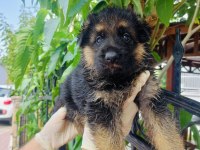 Orjinal şecereli alman çoban köpeği yavrularımız