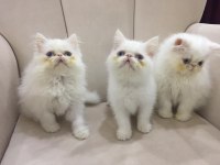 Eşsiz Exotic Shorthair Red Point Erkek Yavrular.