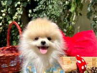 Safkan pomeranian bebekler