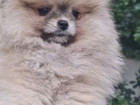 POMERANİAN BOO DİŞİ YAVRULAR
