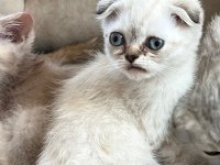 Scottish fold blue point
