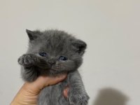 KEDİLERİMİZ YENİ YUVALARINI ARIYORLAR