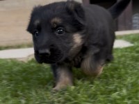 ŞECERELİ BLACK SOLİD ALMAN KURDU YAVRULARI