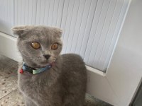 Scottish fold 1 yaşında