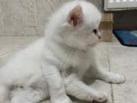 Safkan beyaz 2 adet erkek british longhair yavrusu