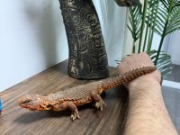FATURALI EVRAKLI UROMASTYX