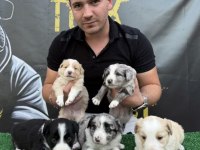 Safkan border collie ırk garantili yavrular