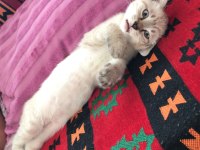 Mavi göz silver scottish fold