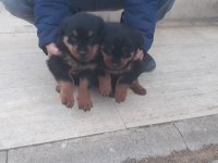 2 aylık Rottweiler