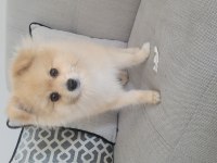 45 günlük saf pomeranian anne ve babası bizim yavrumuz