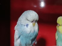Konuşturmalık 2026 renk güzeli show jumbo kuşlar