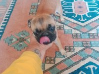 5 aylık pug gül kuyruk