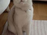 Ücretsiz british shorthair kedisi