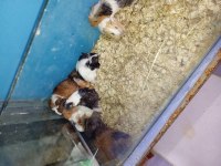 Yavru guinea pig