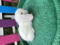 Renk renk hollanda ve teddy lop bebekler