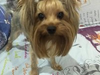 1,5 yaşında yetişkin dişi yorkshire terrier