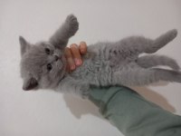 Orijinal bakımlı minik british shorthair dostlar 48 günlük