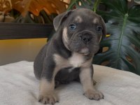 RENGARENK FRENCH BULLDOG YAVRULARIM EGZOTİK