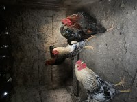 BESİLİ KÖY HOROZU DAMIZLIK VE KESMELİK