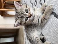 Sakarya british shorthair yavrular