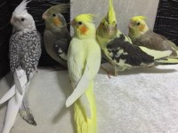45 Günlük El Beslemesi A Kalite Jumbo İri Boy Sultanlar