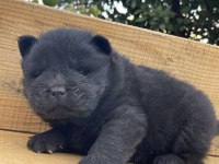 RESİM GİBİ CHOW CHOW YAVRULARIMIZ