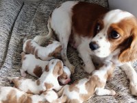 Orijinal Cavalier King Charles Yavrular