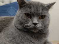 British shorthair kedimize yuva arıyoruz