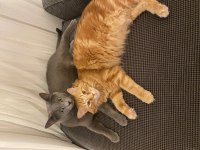 İki minnoş kedi birlikte acil yuva arıyor