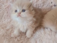 British Longhair Yumoşlarım