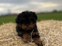 Black Tan Maltipoo Eşsiz Güzellikte Yavrumuz