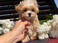 En iyi kore maltipoo yavruları